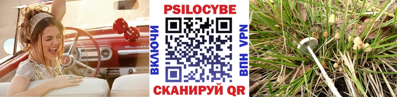 купить наркотик  Курчатов  Псилоцибиновые грибы Psilocybine cubensis 